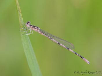 Enallagma basidens, male